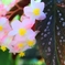 温室の花