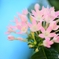 温室の花　