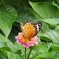 花と蝶
