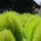 コキア_昭和記念公園