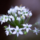 White Star