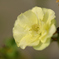 夏 薔薇 