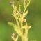 目玉の草