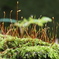 苔の胞子嚢