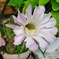 サボテンの花　2/2