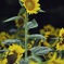 A sunflower stands bravely and straight.