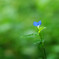 露草ブルー