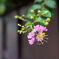 板塀に百日紅