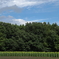森と空とひまわりと