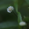 小さな花