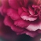季節はずれの薔薇