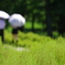 コキア_昭和記念公園