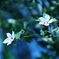 delicate beauty