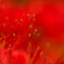 紅