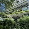Flourishing greenery