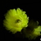 サボテンの花