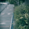 路肩の草花