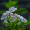 White Toad