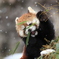 雪の日。動物園。