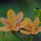 Iris domestica