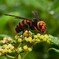K川下流域・ヤブガラシの蜜を食べるコガタスズメバチ