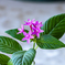 Tiny flower