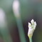 ニラの花　１