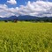 霧島春夏秋冬 (鳥居)