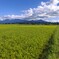 霧島春夏秋冬 (秋の農道)