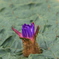 オニバスの花