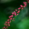 沼に咲く紅