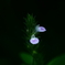 極極小さな花たち