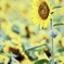 Sunflower is the child of the sun.