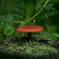 キノコの森