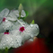 DSC01619. 五月雨の候