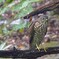 ツミ♀成鳥