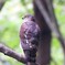 ツミ♀成鳥
