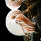 Mirrored Nautilus