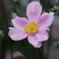 玄関前の秋明菊が咲き出した