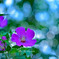 芙蓉