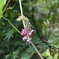 葛の花
