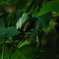 蛙
