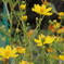 cosmos bright yellow