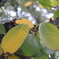 Green To Yellow