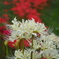 紅白の曼珠沙華