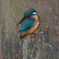 ヒスイは錆びず