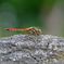 DSCF2944(2)