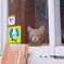 窓辺に猫が・・・