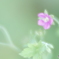 「ゲンノショウコ」