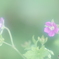 「ゲンノショウコ-Ⅱ」